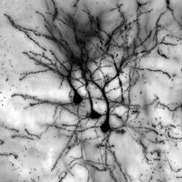 Hao (@haomself) 's Twitter Profile