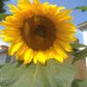 DeborahHaythor1's profile picture. Dramatherapist. Co founder and CEO of Roundabout dramatherapy charity. She/Her
