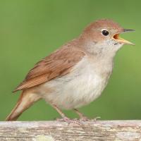 Alastair Nightingale (@nightingale_ali) 's Twitter Profile