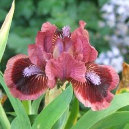 We sell irises. Bearded iris, sibiricas, moisture loving iris and water iris.