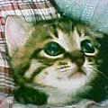 JSB3_13nao's profile picture. 我が家のにゃんこ達❤😺
20歳のお爺ちゃんにゃんこ、20歳のお婆ちゃんにゃんこの兄妹もお空🌈に行ってしまったので、お空🌈には我が家の可愛い5匹のにゃんこ達が暮らしています😻ヘッダーは、エガヘタコさん(@egahetako)が描いてくれました💚
にゃんこ達の居ない寂しさを埋めてくれたのが　Snow Manです☃