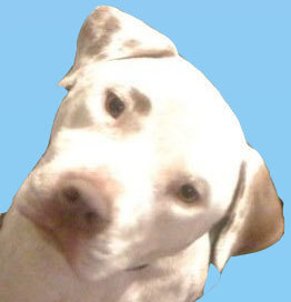 We rescue, rehabilitate, spay/neuter, and find awesome homes for the endless number of pitbull mixes in Atlanta