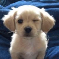pinoko (@apl_1988) 's Twitter Profile