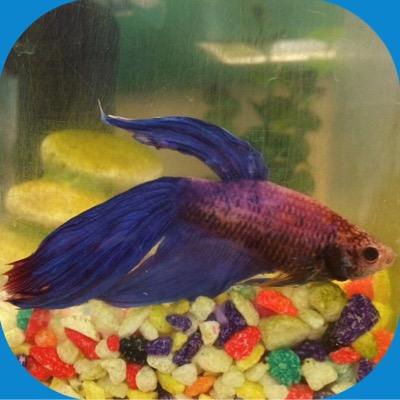 StrathFish's profile picture. The official twitter account for the most powerful fish, Thunder!