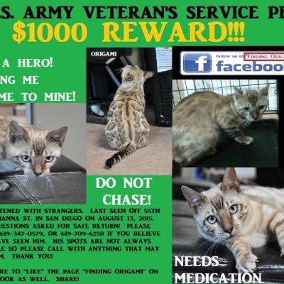 Origami is a companion service pet who belongs to an Iraq War Veteran.  He has been missing since Aug 13, 2015 in San Diego, CA.  Follow on fb Finding Origami