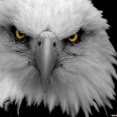 hamdaen22's profile picture. 