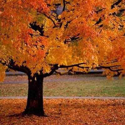 fallcolors96's profile picture. 