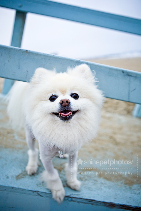 TV Host, Animal Activist, @Petsami Host, Star of CBS' Greatest American Dog- Just a lil pom trying to change a big world, dedicated to helping pets everywhere!