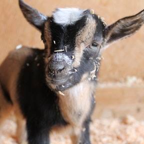 I am a self-made pauper who loves to read, geocache, quilt and garden. I also raise farm animals that have no purpose other than to amuse me.