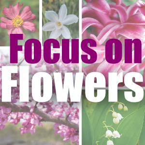 focusonflowers's profile picture. From WFIU Public Radio, master gardener Moya Andrews hosts this weekly podcast and radio series on gardening tips and facts. Follow @WFIU for updates.