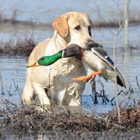 Duck Blast (@duckblast) 's Twitter Profile