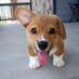Razas de Perros (@irazasdeperros) Twitter profile photo Razas de Perros (@irazasdeperros) Twitter profile photo