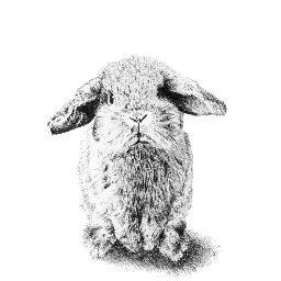 Illustrations and commissions by Rebecca Herring | Instagram @LittleFernSketches | email: LittleFernSketches@gmail.com