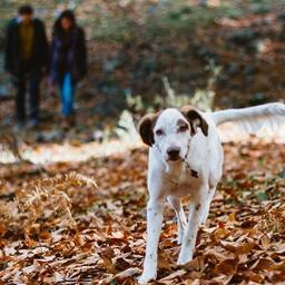 Perrete de Sanse (Madrid). Me encanta correr por la dehesa. Podéis seguir mis aventuras en lashistoriasdeunperro@blogspot.com.es