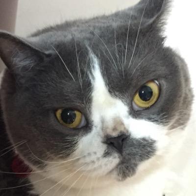 🙀インスタ➡️https://t.co/sQp3IcDtWL 🙀LINEスタンプも登場‼️➡️https://t.co/ci2ngo4Ump YouTube👇