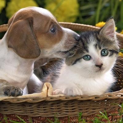 котята и щенята #взаимныйфолловинг #follow4follow #взаимный. Монетизаторов, без фото, без твиттов в игнор