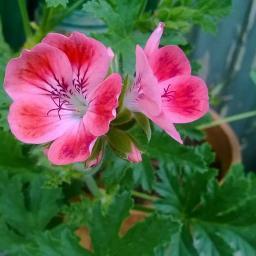 HerbaliciousUk's profile picture. Avid herb grower & crafter, loving finding out about the uses for herbs, selling well-being products and part time antiques dealer over on @deerhartantiques