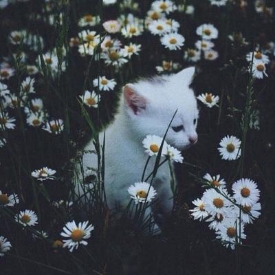 LWH_ps's profile picture. يا خالق السعادة ؛ أسعد قلبي و قلب ، من يقرأ