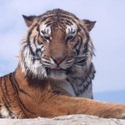 aj2px_fko's profile picture. 真実と幻想の区別は付いているつもりですが何か？
時々、毒を吐く時もあれば噛みつく時もありますのであしからず。

無言でフォローする癖ありますが
そこはお許しください。
代わりに、好きにフォローしてくださいませ。

がぉーっ！