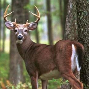 big buck