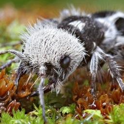 skarabokanto's profile picture. 