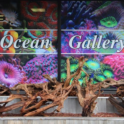 One of the oldest retail fish stores in the state of New Jersey. We have a wide selection of saltwater fish and corals from all over the world.
