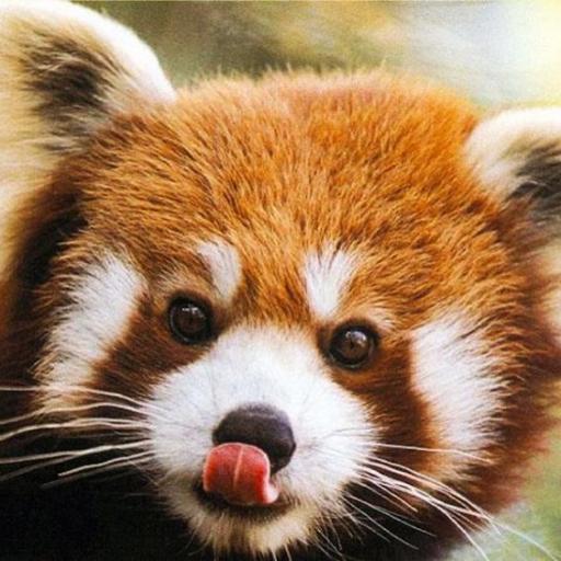 When I look into the eyes of an animal, I do not see an animal. I see a living being. I see a friend. I feel a soul.