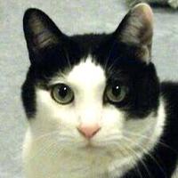 ぬこやしき (@nekoyashiki222) 's Twitter Profile Photo ぬこやしき (@nekoyashiki222) 's Twitter Profile Photo
