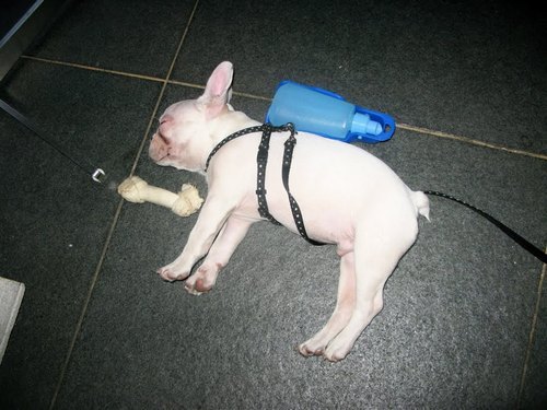 PUGSTYLE's profile picture. 