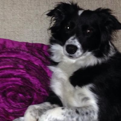beecroft20's profile picture. Cake maker, Animal lover and activist, Border collies best dogs Ever, Childcare specialist, SEN specialist, keen gardener, loves nature, loves Saddleworth x