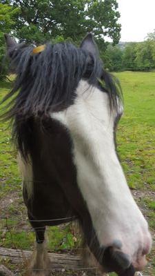 lauraclairet's profile picture. my son is my world, obsessed in anything equine, LFC & BFC fan, F1, lotus cars, try owt once, I love to laugh