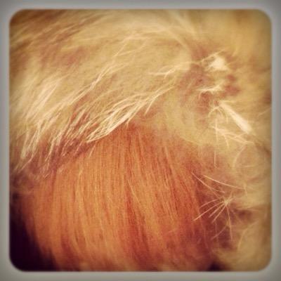 akemi_1211's profile picture. へこみやすいやつ