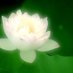 Yuji Kan (@lotus_mind) Twitter profile photo Yuji Kan (@lotus_mind) Twitter profile photo