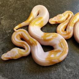 CV Exotics inc. Profile