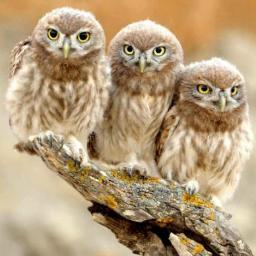 Owls_MRPA's profile picture. 