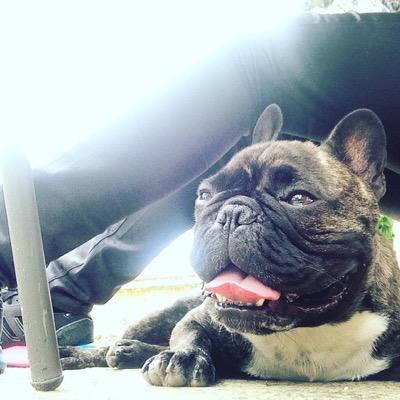 Larry The Frenchie