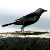 thalalo's profile picture. a new york photographer + two (young) kids in search of adventure