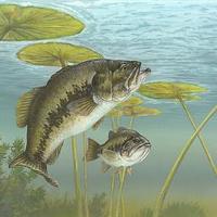 Bass Man (@ibassfishdaily) 's Twitter Profile Photo