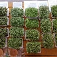 Mikrozelenje Šebenik (@mikrozelenje) 's Twitter Profile