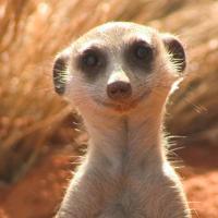 Le Suricate (@suricate_92) 's Twitter Profile