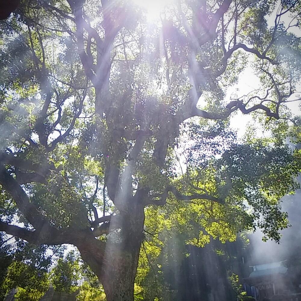 flower_time_'s profile picture. ほぼ独り言。どうでもよいことばかりなので非公開ですm(__)m