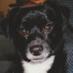 Barkleyworld (@barkleyworld) Twitter profile photo Barkleyworld (@barkleyworld) Twitter profile photo