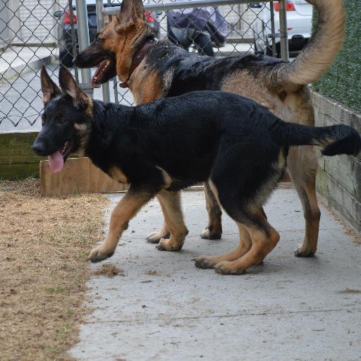 We only breed East German Shepherd working bloodlines. Call us at (917) 500 3311 for more information or to set up a visit today!