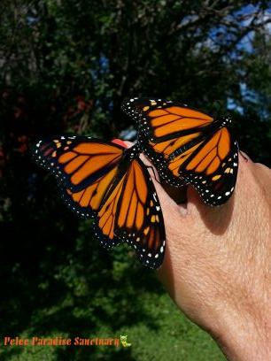 MonarchWatchConservationSpecialist; CitizenScientist; Official Point Pelee Monarch Monitor; Butterflies&TheirPeople board member; Toronto Entomologist Assoc