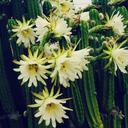 Cleo Smart - @Edna1967 - Twitter