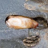 Anna (@molluscanna) 's Twitter Profile