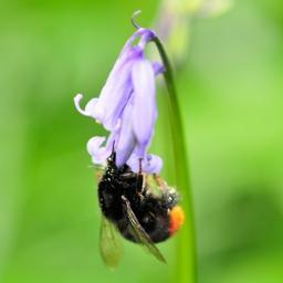 We are taking part in a competition run by @KewGardens & @BigLotteryFund to win funding to develop a wild flower project in 2016.