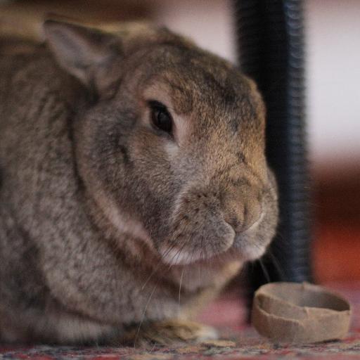 My House Rabbit offers tips on rabbit care and behavior. Be sure to check out our bunny blog!

Edited by @AbiCushman and @P_A_Smith.