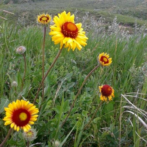 The mission of the Glenbow Ranch Park Foundation is to make Glenbow Ranch Provincial Park the greatest urban park in North America.