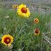 Glenbow Ranch (@glenbowranch) Twitter profile photo Glenbow Ranch (@glenbowranch) Twitter profile photo